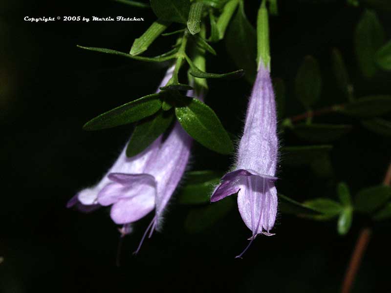 Poliomintha longiflora, Mexican Oregano