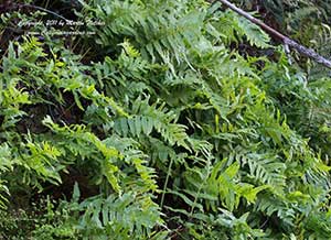 Polypodium californicum, California Polypody