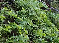 Polypodium californicum, California Polypody Fern