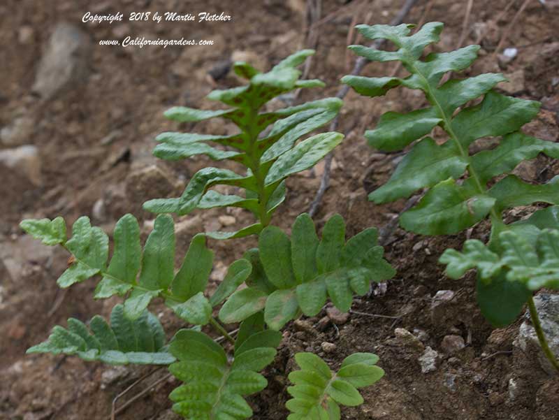 Polypodium scouleri, Leathery Polypody