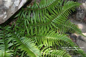 Polystichum munitum, Western Sword Fern