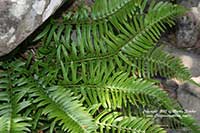 Polystichum munitum, Western Sword Fern