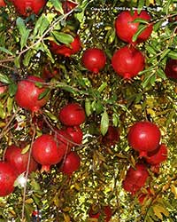Punica granatum Wonderful