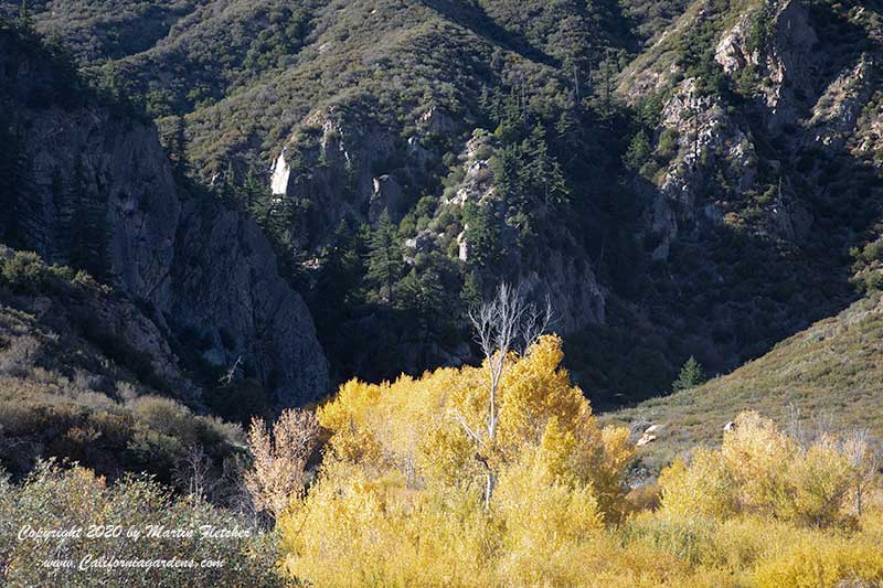 Populus fremontii, Fall Fremont Cottonwood