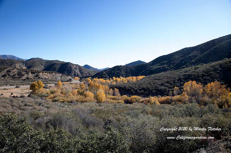 Populus fremontii, Fall Fremont Cottonwood