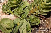 Portulaca molokiniensis