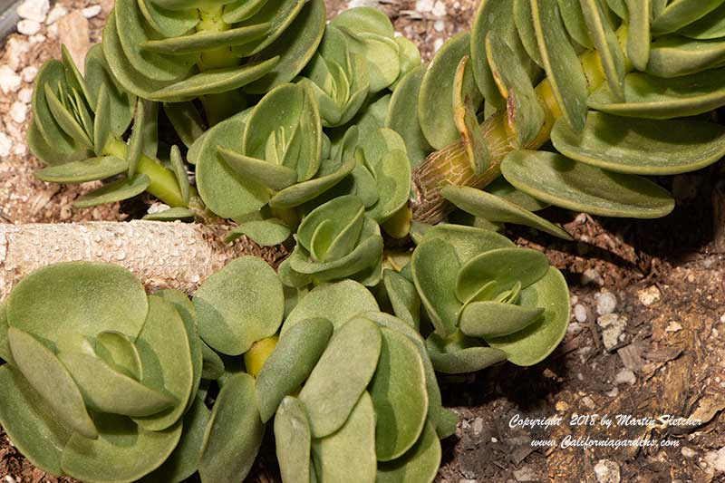 Portulaca molokiniensis