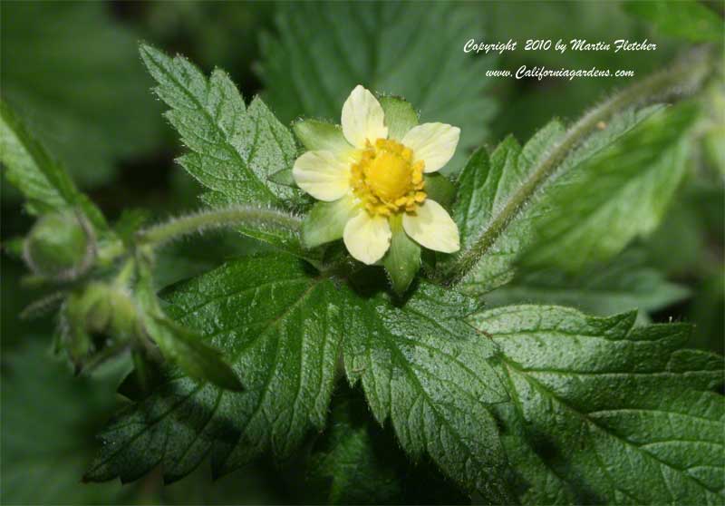 Potentilla glandulosa, Sticky Cinquefoil