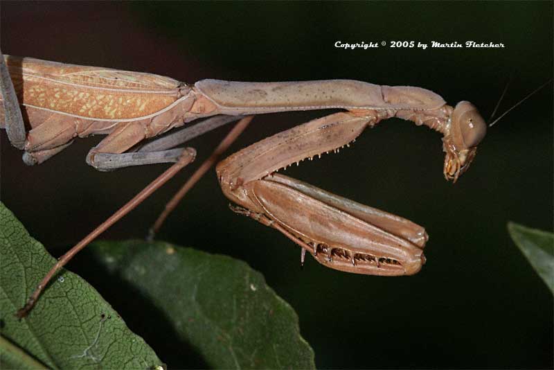 California Praying Mantis, Stagmomantis californica