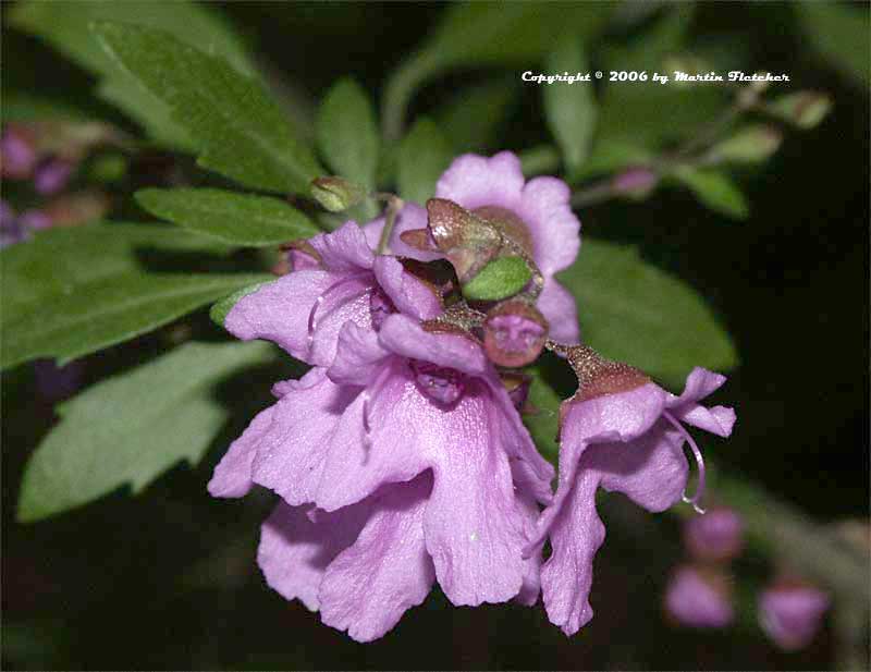 Prostanthera ovalifolia, Mint Bush