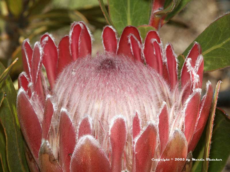 Queen Protea, Protea magnifica