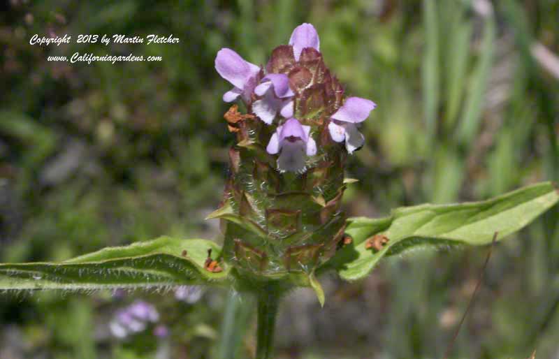 Prunella vulgaris lanceolata, Lance Self Heal