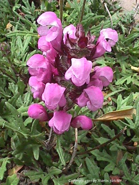 Prunella laciniata