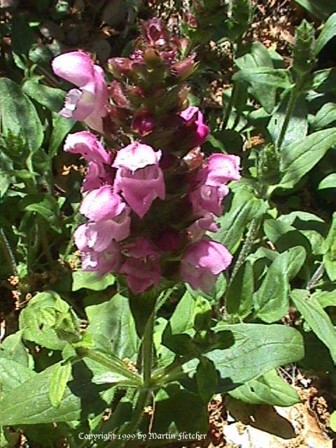 Prunella vulgaris, Common Self Heal