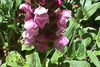 Prunella vulgaris, Common Selfheal