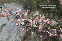 Prunus andersonii, Desert Peach, Desert Almond
