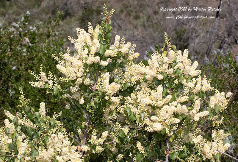 Prunus ilicifolia flowers, Holly Leaf Cherry