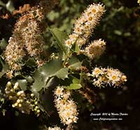 Holly Leaf Cherry, Prunus ilicifolia