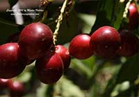 Prunus ilicifolia lyonii, Catalina Cherry