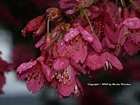 Taiwan Flowering Cherry, Prunus campanulata