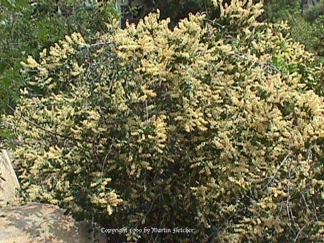 Prunus ilicifolia, Holly Leaf Cherry