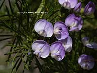 Psoralia pinnata, Scurfy Pea, Koolaid Bush