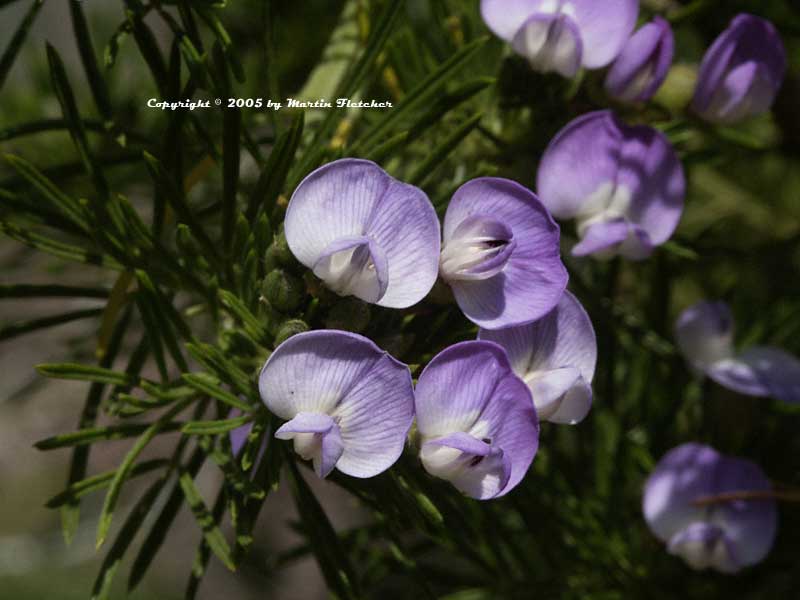 Psoralea pinnata, African Scurfpea