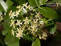 Ptelea crenulata, California Hoptree