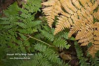 Pteridium aquilinum, Bracken Fern