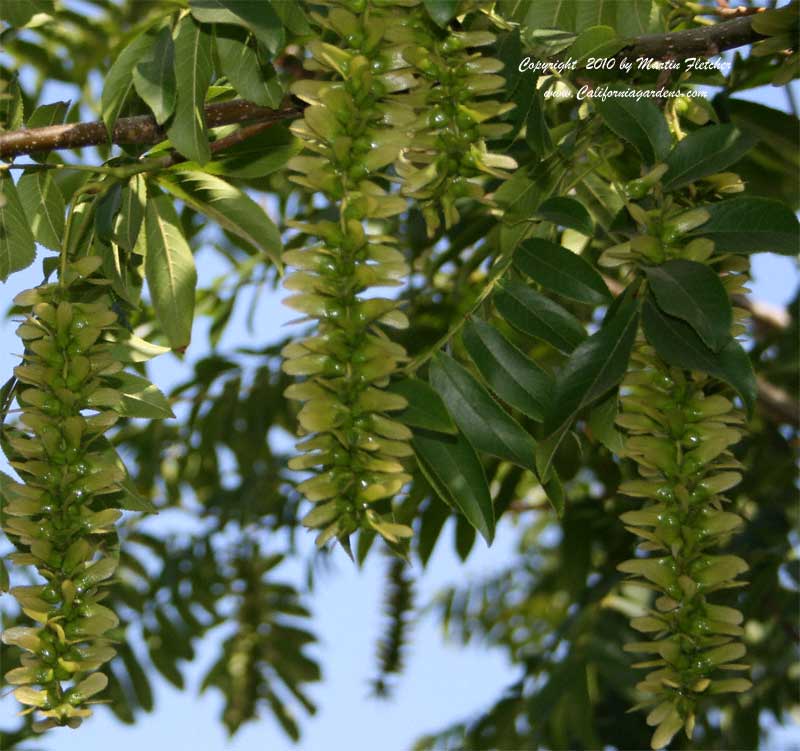 Pterocarya stenoptera, Chinese Wingnut