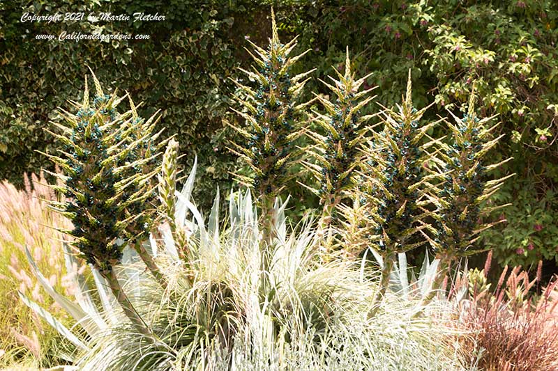 Puya alpestris, Sapphire Tower