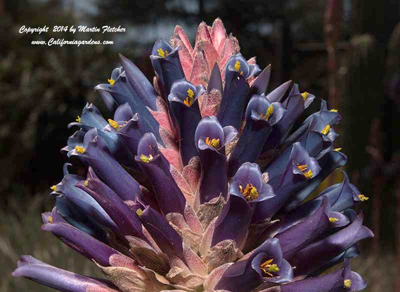 Puya venusta