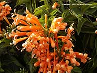 Pyrostegia venusta, Flame Vine