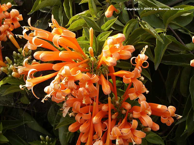 Flame Vine, Pyrostegia venusta