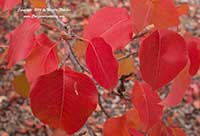 Bradford Pear, Pyrus calleryana Bradford