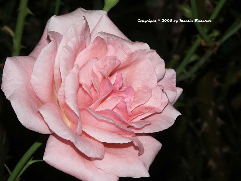 Image of the Queen Elizabeth Rose