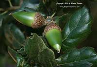 Quercus agrifolia, Coast Live Oak