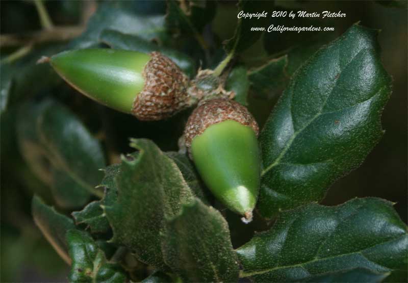 Coast Live Oak, Quercus agrifolia