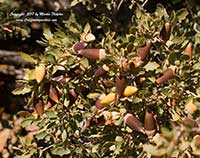 Quercus John Tuckeri, Tucker's Oak