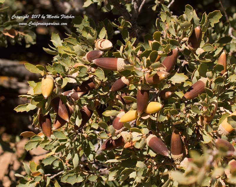 Quercus john-tuckeri, Tucker's Oak