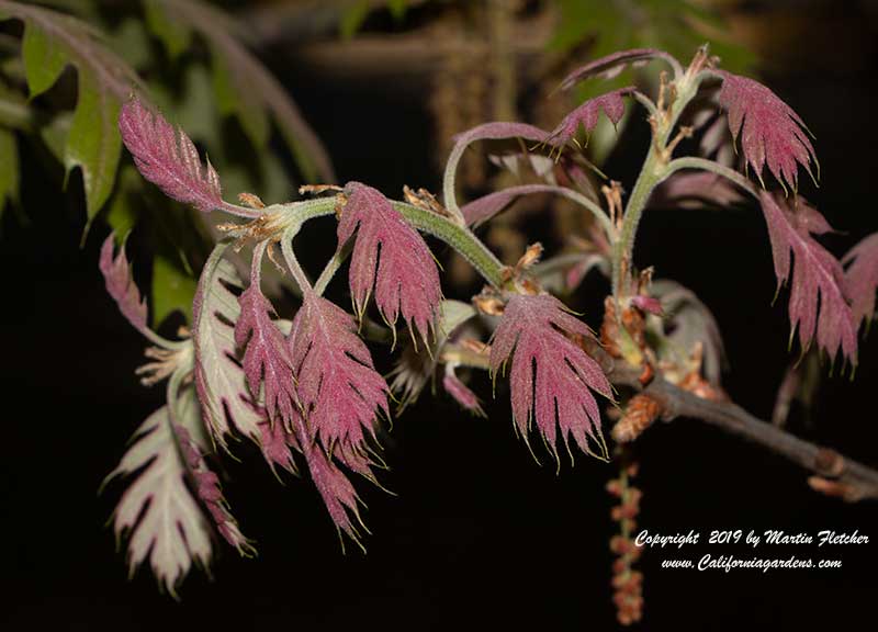 Quercus kelloggii, Maple Leafed Oak