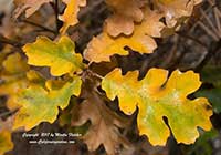 Quercus kelloggii, California Black Oak