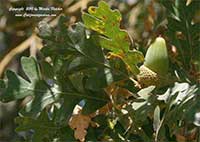 Valley Oak, Quercus lobata