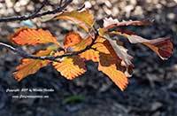 Chinkapin Oak, Quercus muehlenbergii