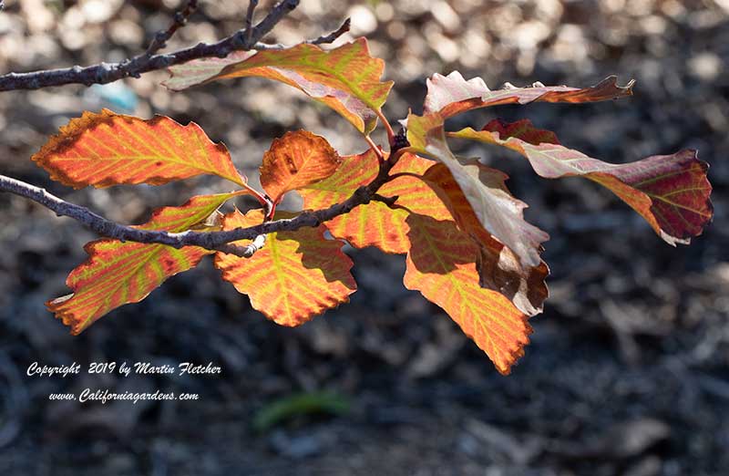 Quercus muelenbergii, Chinkapin Oak