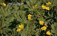 Ranunculus californicus, California Buttercup