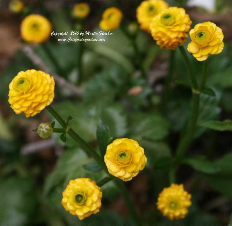 Ranunculus repens pleniflorus, Double Creeping Buttercup