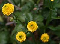Ranunculus repens pleniflorus, Double Creeping Buttercup