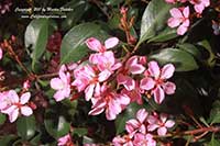 Raphiolepsis indica Springtime, Springtime Indian Hawthorn