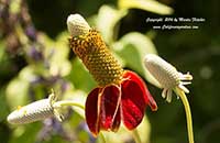 Ratibida columnifera, Mexican Hat, Upright Prairie Coneflower